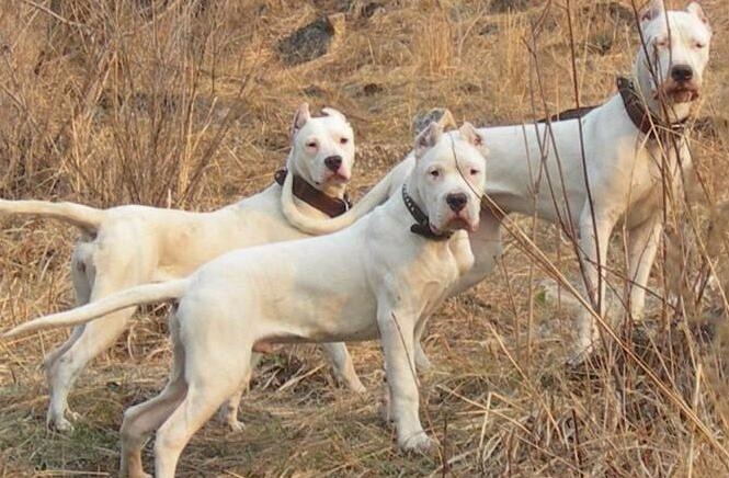 山区打猎最爱的犬种——杜高犬