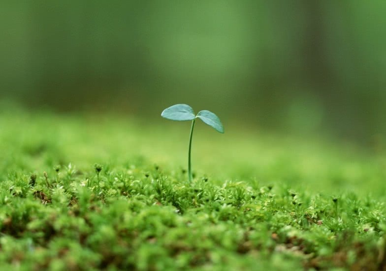 《我是世上新生的植物》