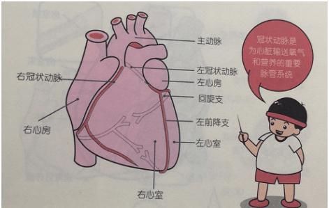 心脏是泵血的器官,通过动脉将血液运输到全身,为人体供 ..