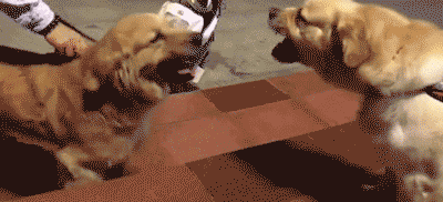 壁纸 动物 狗 狗狗 400_182 gif 动态图 动图