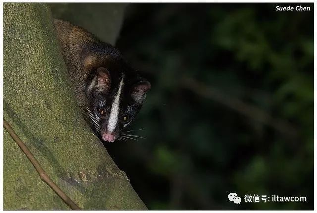 果子狸善攀缘,属夜行性动物,具有昼伏夜出的习性.