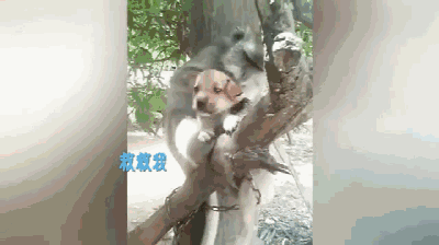 之间狗子很害怕,差点掉下去, 关键事件猴子使出了猴友力, 把狗子掰了