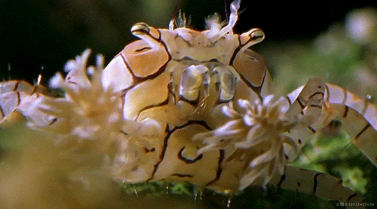 这只螃蟹吃了可惜,长得太有特点了