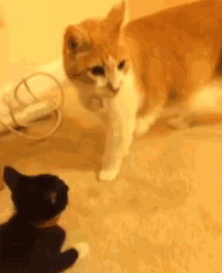 那些脾气暴躁的猫咪,最好别惹
