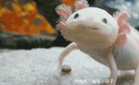 我咋感觉这只鱼,正在对着我笑