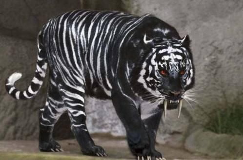据推测,黑虎可能是像白虎一样是山君的黑色变种.