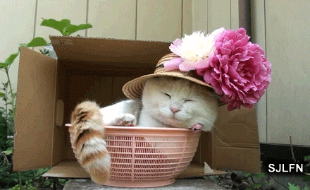 爆笑gif:主人你好坏,这东西有毒