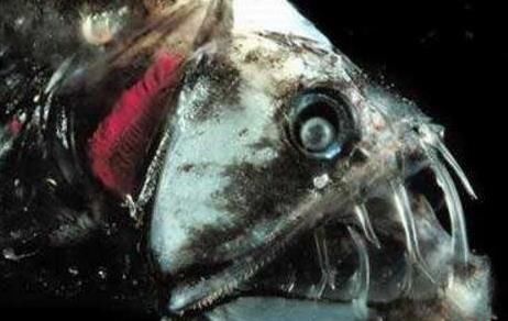 海底一万米有多恐怖:海底一万米啥样子,生物有哪些