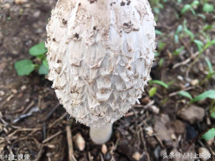 在田里如果发现这种蘑菇千万不要忘记摘它哟