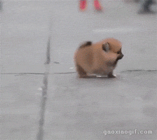 汪星人gif搞笑图:你所不知道的汪星人