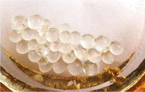 释迦牟尼脑舍利