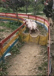 搞笑gif趣图: 我就不信派个美女过去, 还要不到你的联系方式!