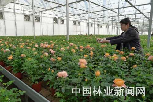 在西昌感受花卉产业的活力