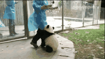 看熊猫抱大腿