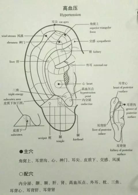 一位老中医的耳诊笔记总结