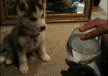 请相信你的眼睛,请相信你的眼睛,表情包届的王者哈士奇先生竟然拯救