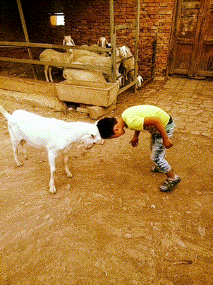 搞笑gif图:笑的眉宇突兀,厌气横生的,你可别笑了!