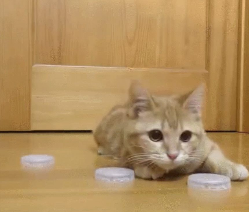 守门喵双爪半张开着,圆圆的脑袋跟着瓶盖球旋转着,眼睛注视着瓶盖球