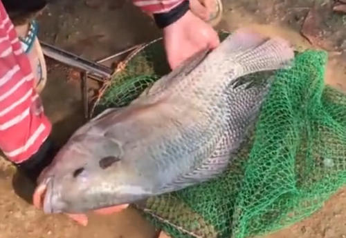 美国排名第一的淡水鱼,肉多刺少,为什么中国人还不喜欢吃?