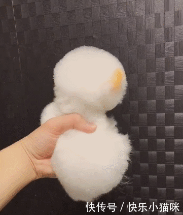 这狗啥品种?搞得老子心都化了~网友:排除法,首先它不是个二哈