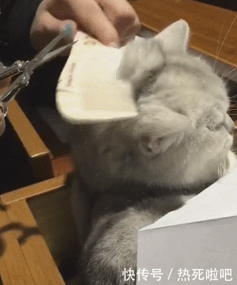 铲屎官亲自给猫咪剪毛,但它这表情让主人笑的手抖,差点耳朵就被剪没了
