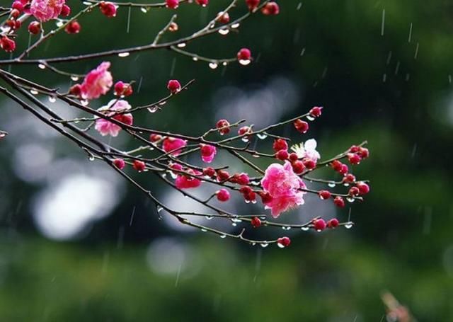 【诗词鉴赏】蒙蒙细雨网春晖