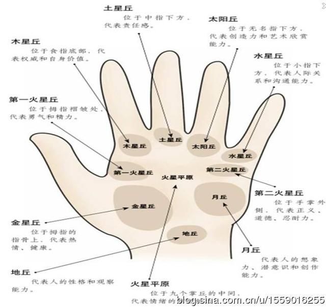 认识手掌的九大丘以及它代表本人的运程,能力,财运,个性等