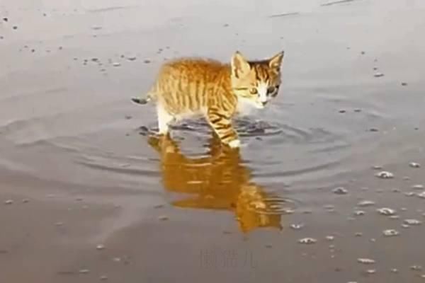 一只不怕水的猫咪,跟着主人去下海:本喵去海里捉鱼了