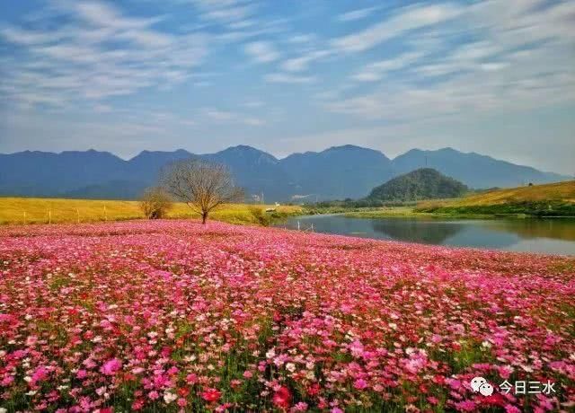 当三水开成花海,我只想有个对象,一起撒把狗粮……(内