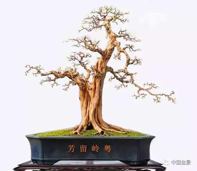 一组一本双杆盆景作品欣赏