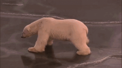 北极熊,你为什么不吃企鹅?