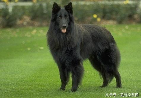 最全狗的分类,牧羊犬类详细介绍及图片展示