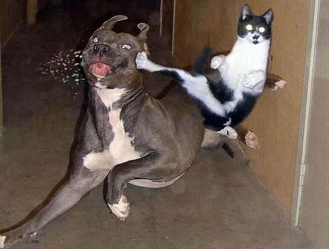 一只狗狗总是招惹猫猫,实在忍不了了,猫猫飞起来一脚,直接踹到狗狗