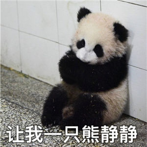 大熊猫幼仔揣手照走红 盘点滚滚表情包