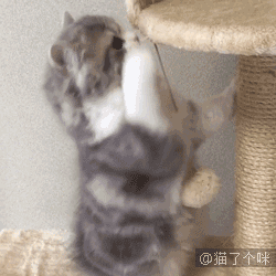 喵星人gif图 : 一只被猫震惊了的鹦鹉,我的天,这么厉害的吗