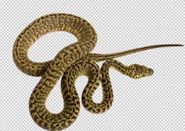 梦境解析，梦见蛇咬到手后砍掉蛇头的深层含义