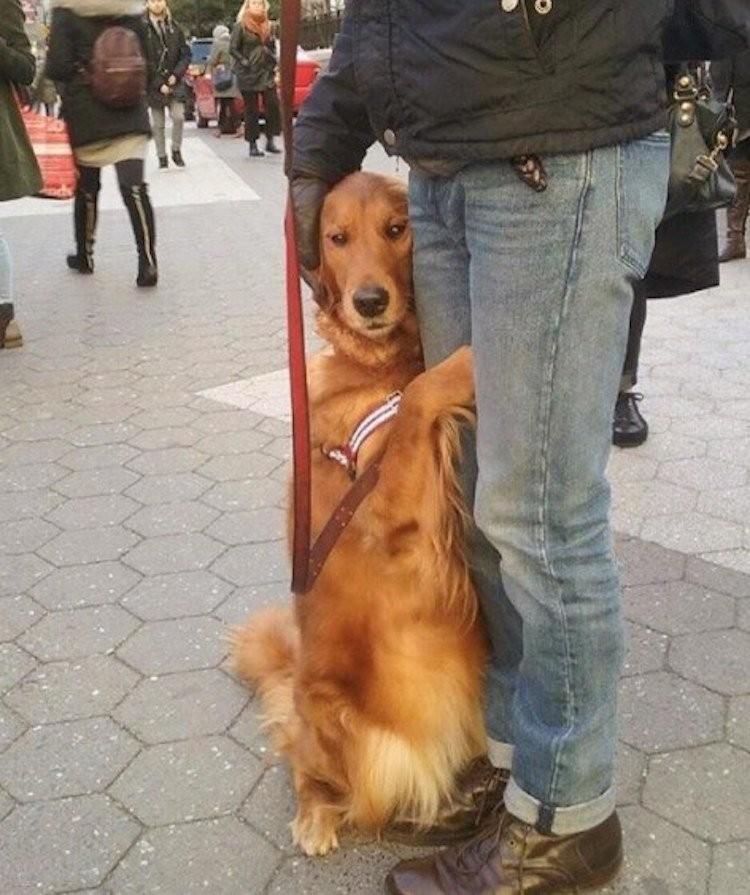 来自纽约的她,可是一只超黏人的 抱抱狗,只要主人带出去散步,就会情不