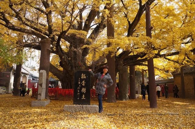 游浮来山景区,赏天下第一银杏树