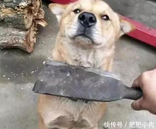 狗狗闯祸后死不认错,主人拿出一把刀后,狗子的反应绝了!