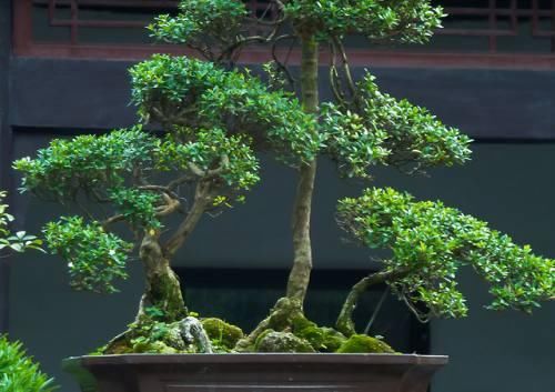 有哪些好养的盆景 t01100530d457f5ac57.jpg?size=500x353