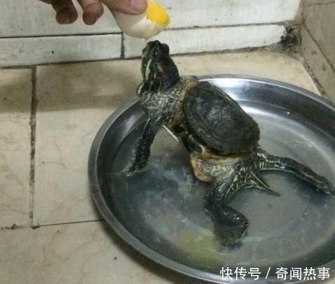男子养了一只乌龟十年,但是乌龟越长大越不对劲,让人都傻了眼