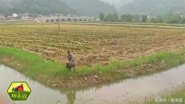 内外田埂之间是鱼沟 外观上看,与传统相比是多
