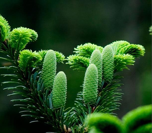 中国国家重点保护野生植物名录一级第一部分