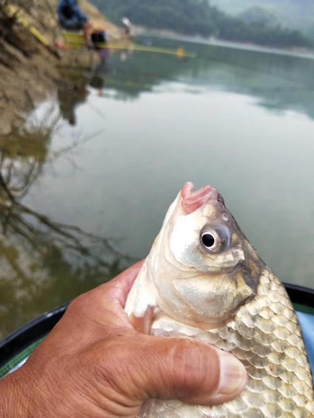 库战队佛子岭水库,渔获整齐上岸排队徐老师分享水库钓鱼小技巧