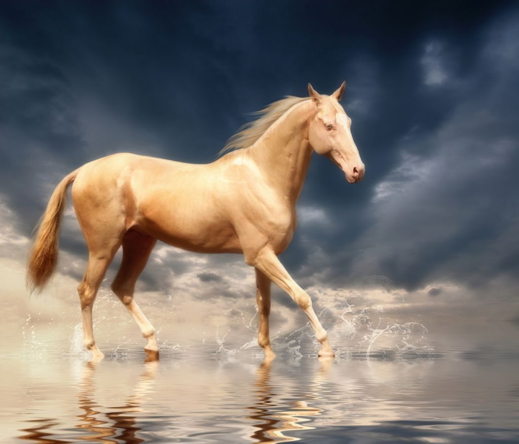 地球上最漂亮而又价值千金的马,一辈子也难得见上一次