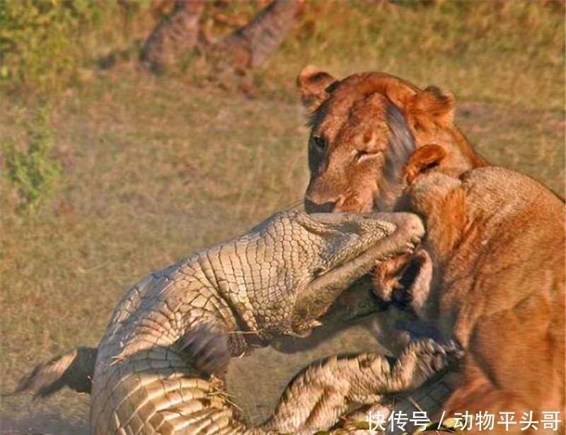 鳄鱼见狮子落单便主动攻击,不料得意没多久,才发现已落入圈套