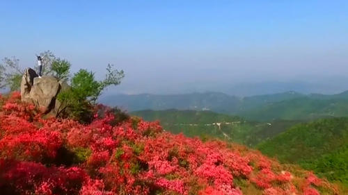 贵州最美花海,连绵不绝的百里杜鹃花,比"十里桃林"都