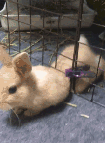 搞笑gif:宠物的日常