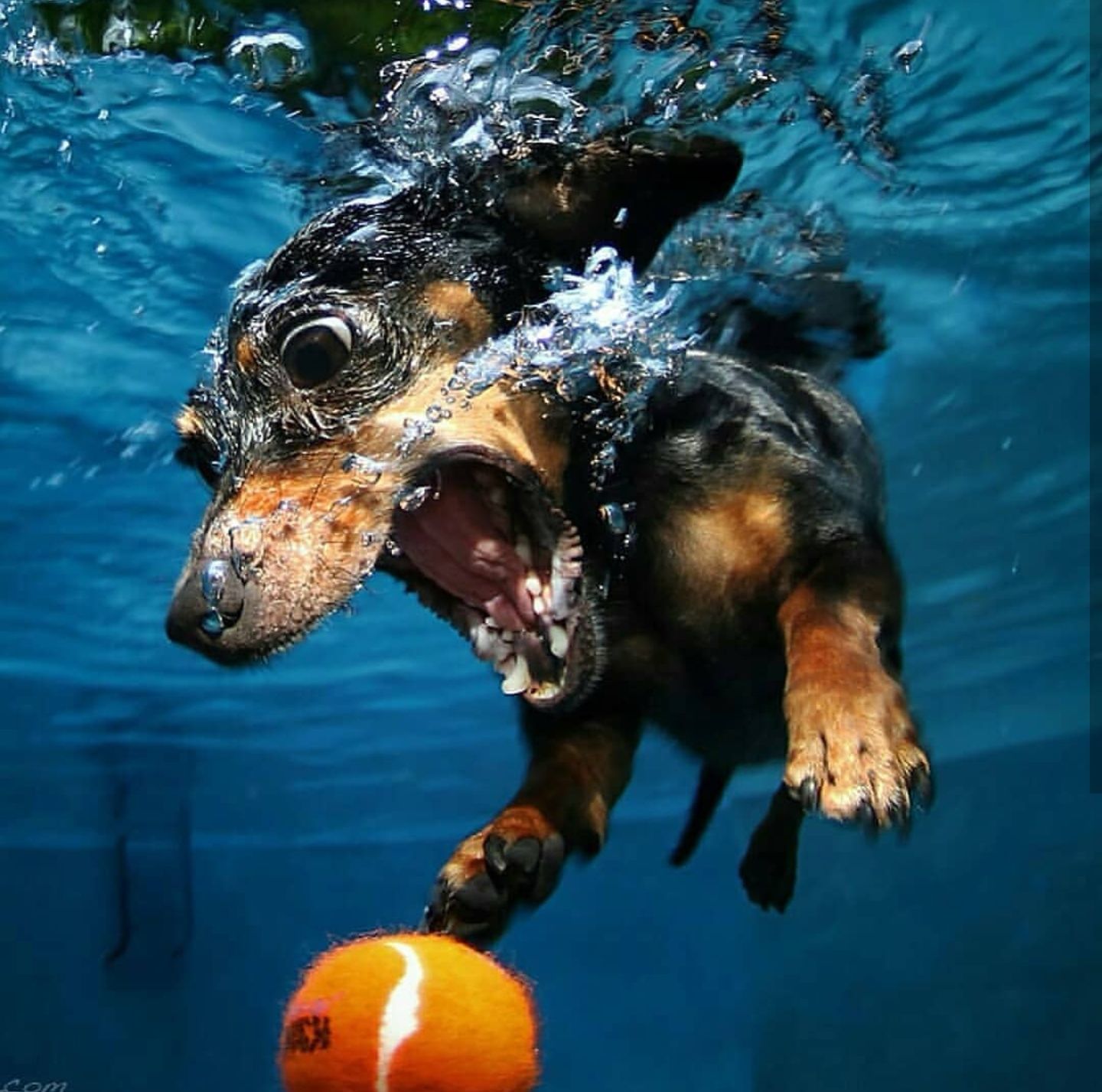 狗狗入水的一瞬间的抓拍,除了前三个比较萌之外,后面全程高能!