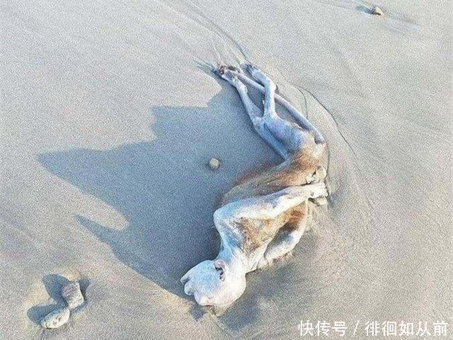 网友在海滩发现不明生物,拍照上传,你知道这是什么吗